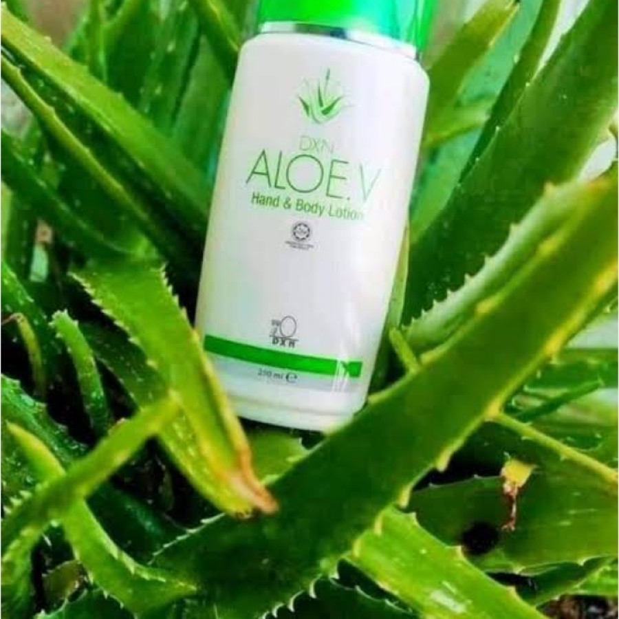 Dxn Aloe v Hand & Body Lotion